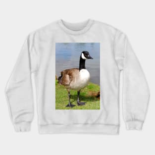 Canada Goose Canadian Geese Wild Bird Crewneck Sweatshirt